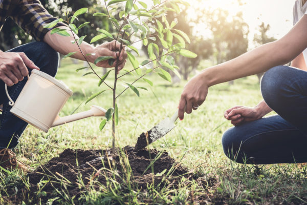 Young couple planting the tree while Watering a tree working in the garden as save world concept, nature, environment and ecology.